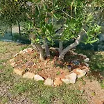 Olive Apartments