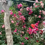 Apartman Mia