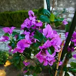 Apartman Morovic