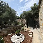 House Olive Tree