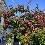 Apartments With A Parking Space Orebic, Peljesac - 4546