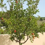 Zaton-Nin Holidays - Olive Apartment