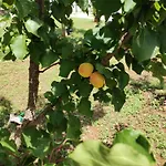 Apartman Enia