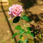 Guest House Ivana -Two Bedroom Apartment With Garden