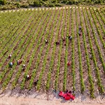 Winery Rizman B&B