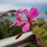 Villa Franov, Zadar, Mit Privatem Pool Und Garten
