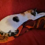 Cats & Blues