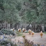 Luxury Mobile Home Moonwalk Terra Park Spiritos, Pag Island , Kolan, Novalja