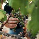 Bed&Breakfast Agroturizam Antunovic