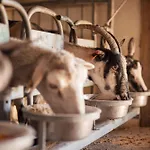 Bed&Breakfast Agroturizam Antunovic