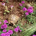 Guesthouse Mihovil