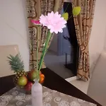 Apartmani Fran Vir
