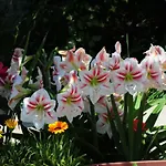 Apartmani Lucija