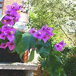 Apartment Lily