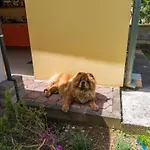 Dali